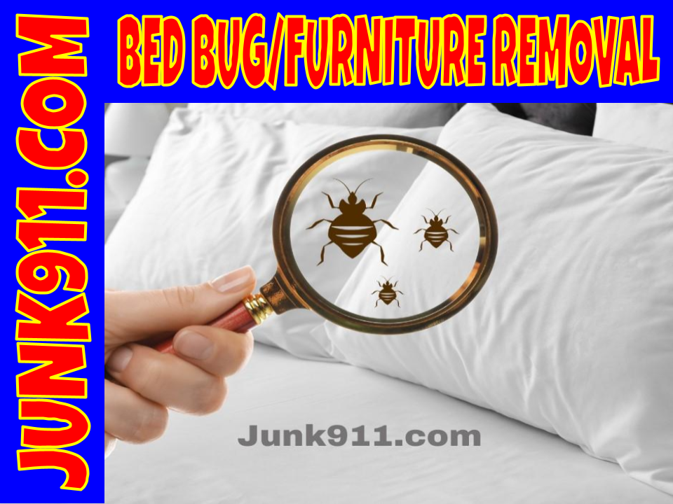 bed-bug removal service junk911